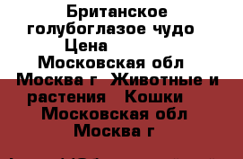 Британское голубоглазое чудо › Цена ­ 5 000 - Московская обл., Москва г. Животные и растения » Кошки   . Московская обл.,Москва г.